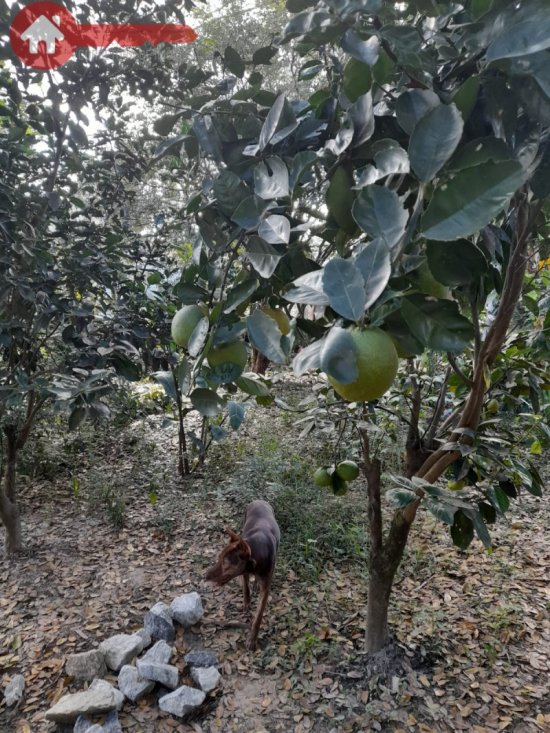 sitio-venda-bandeirinhas-betim-mg-1023882