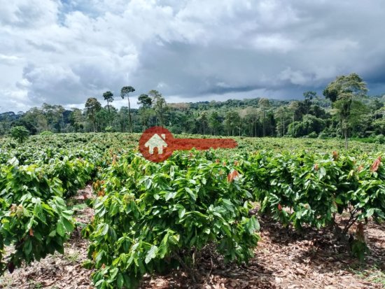 fazenda-venda-estado-do-para-924533