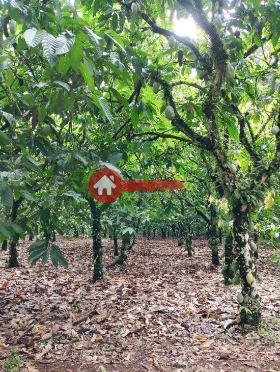 fazenda-venda-estado-do-para-924542