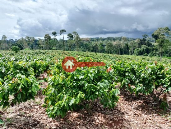 fazenda-venda-estado-do-para-924534