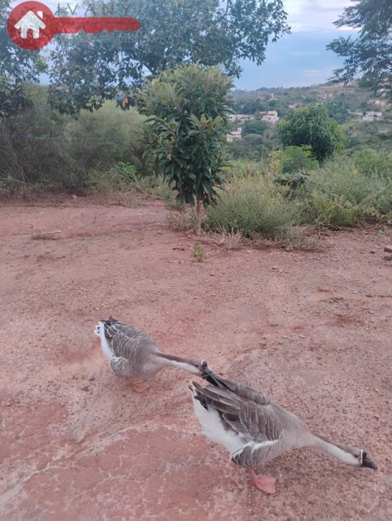 chacara-venda-diamantina-juatuba-mg-1042936